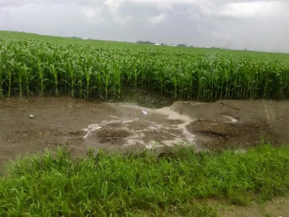 Runoff in a corn field after a heavy rain