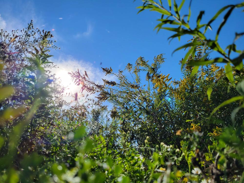 Meadow with sunlight