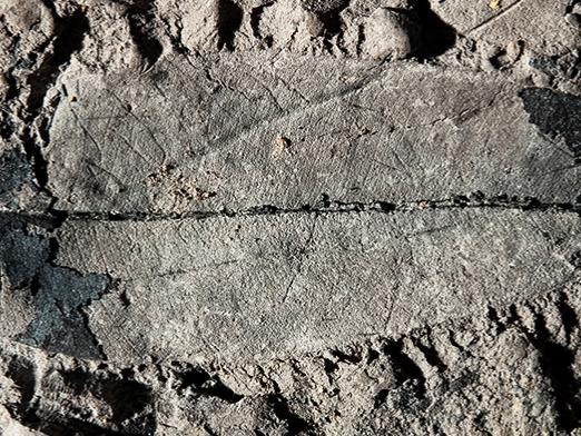 Fossil leaf of a Kapur Paya tree (Dryobalanops rappa)